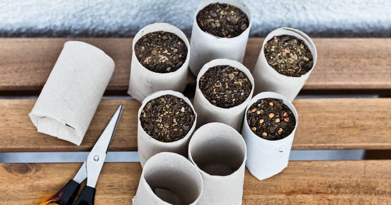 Cut Rolls Shorter For Shallow-Rooted Plants