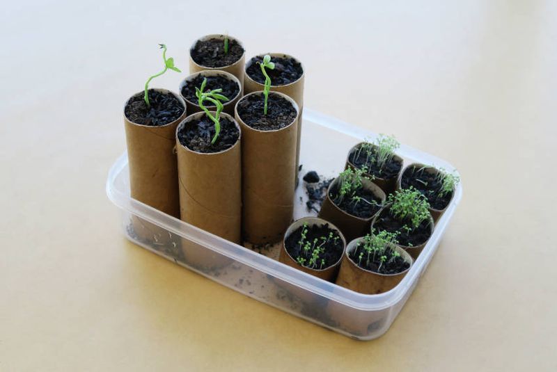 Cut Rolls To Different Heights For Different Plants