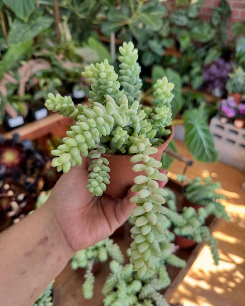 Burro's Tail (Sedum Morganianum)