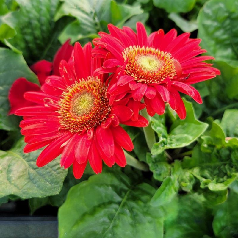Gerbera Daisy (Gerbera Jamesonii)