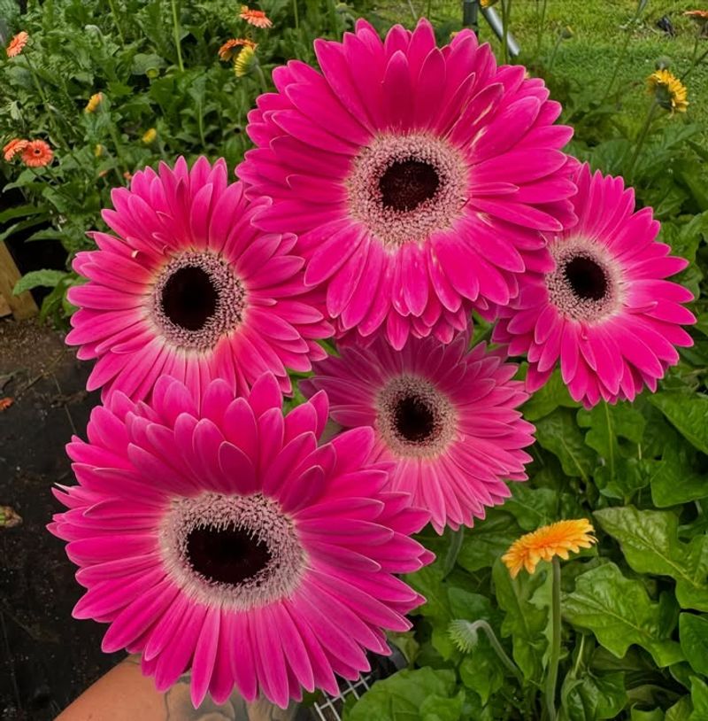 Gerbera Daisies
