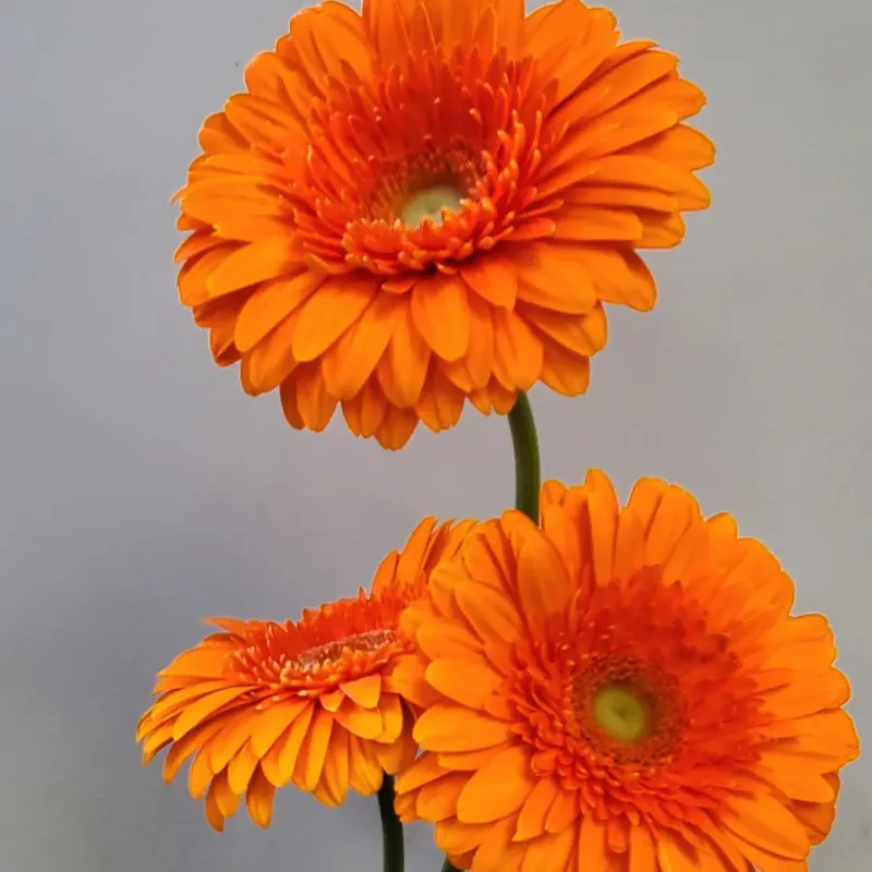 Gerbera Daisies