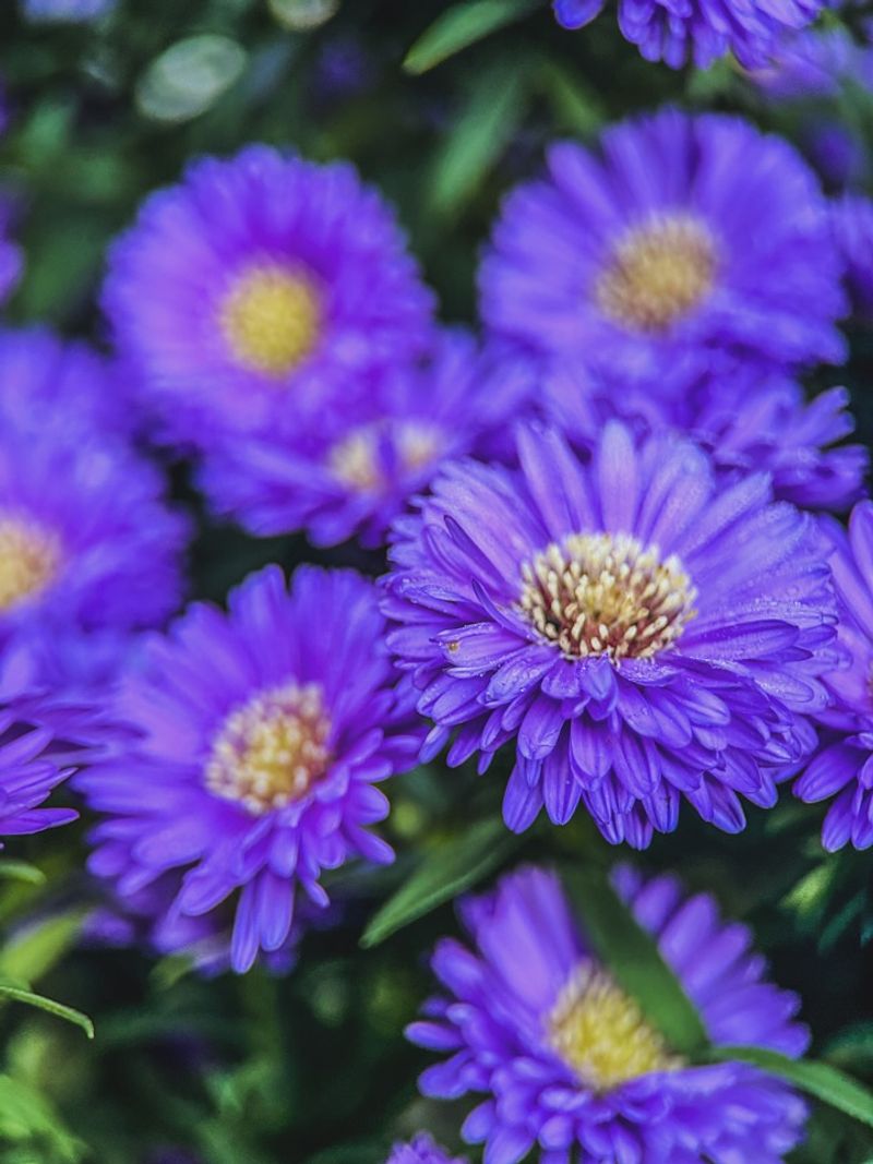 New England Aster