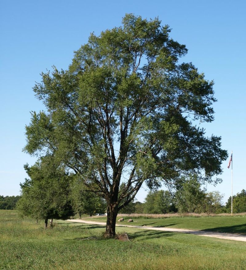 Lacebark Elm