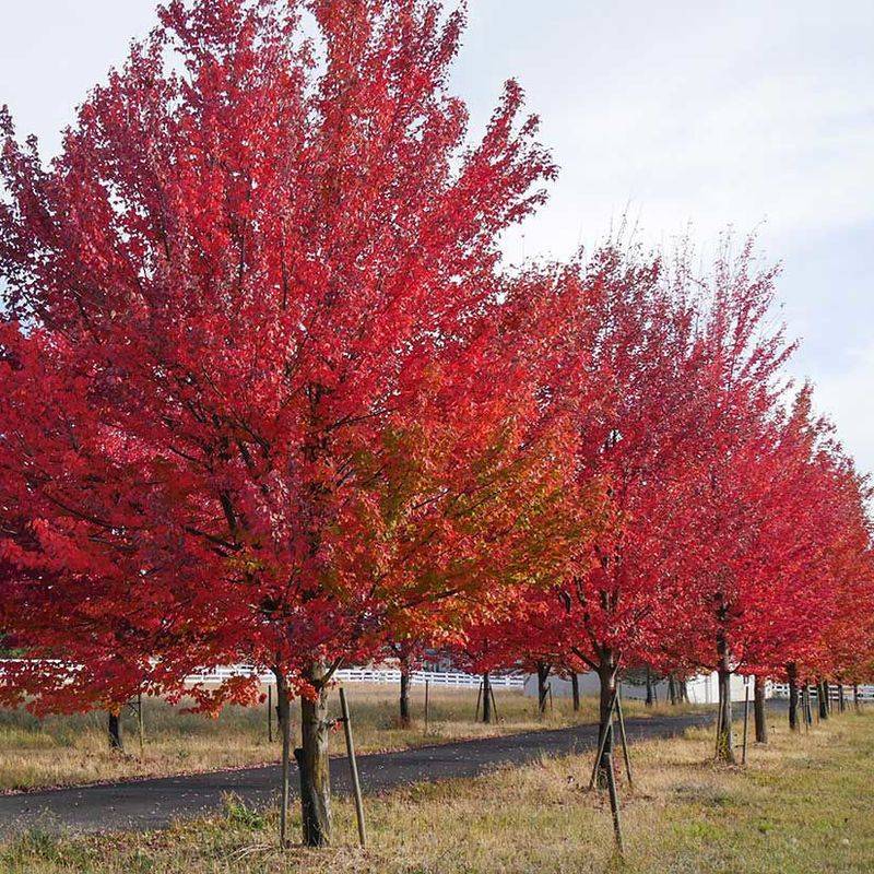 Southern Red Maple Grows Fast And Colors Your Yard
