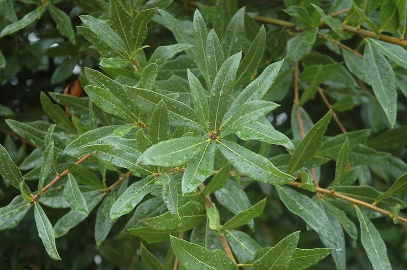 Laurel Oak (Quercus laurifolia)