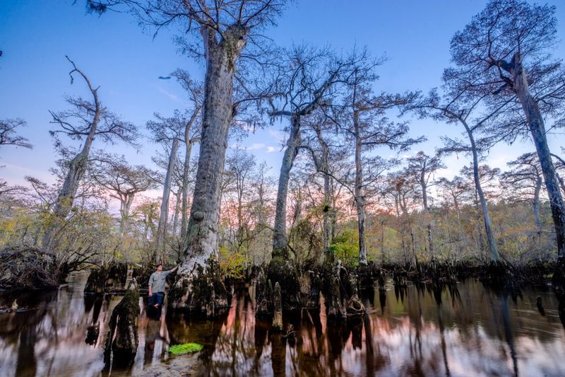 Bald Cypress Trees Restricted In Wetland Areas