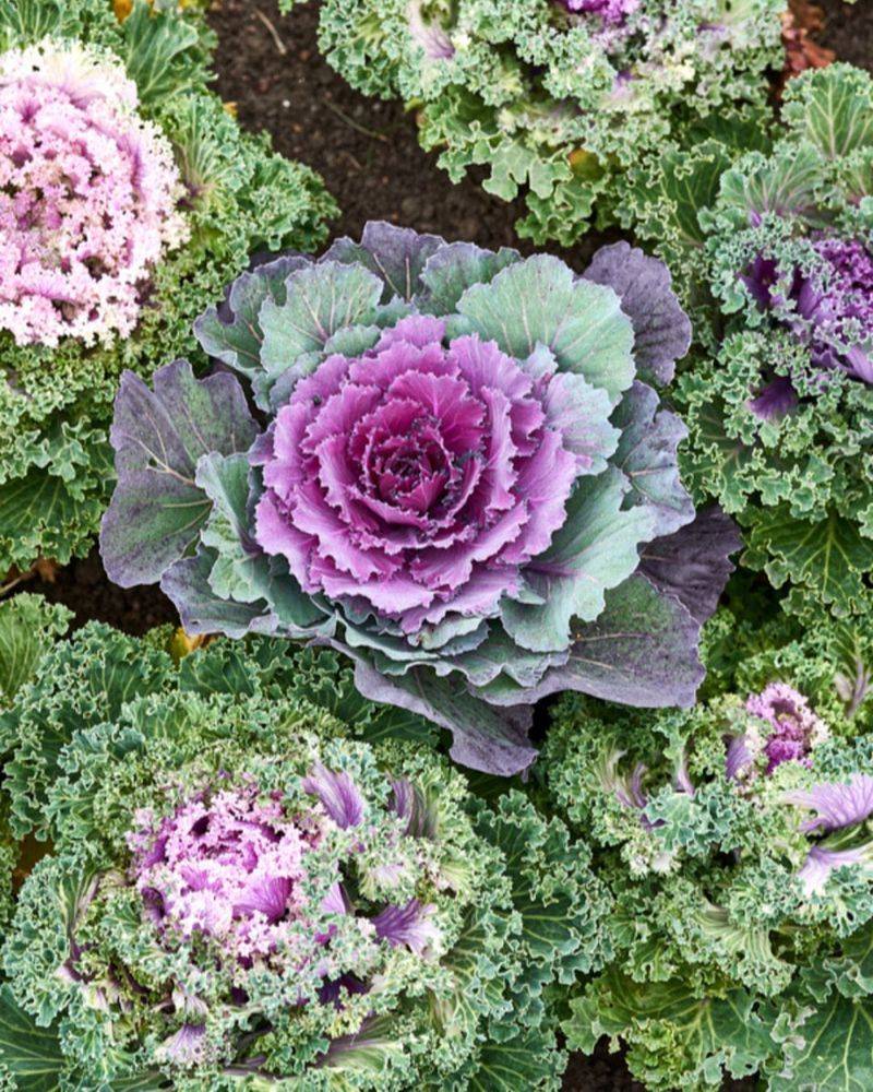 Kale And Ornamental Cabbage