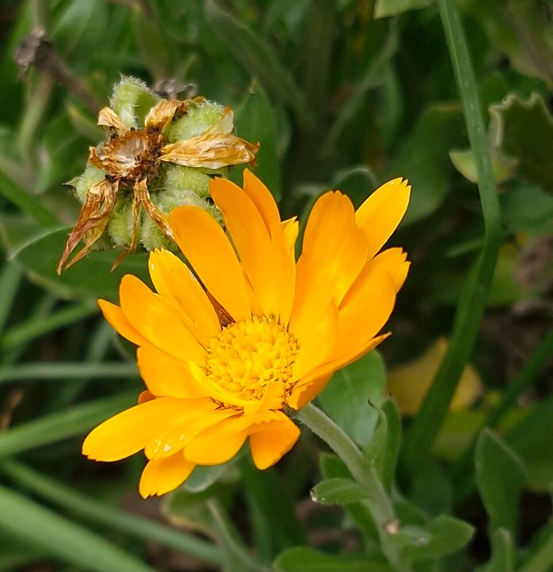 Calendula
