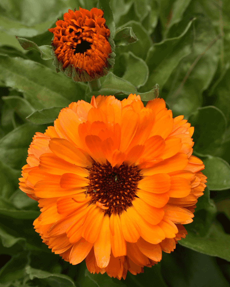 Calendula