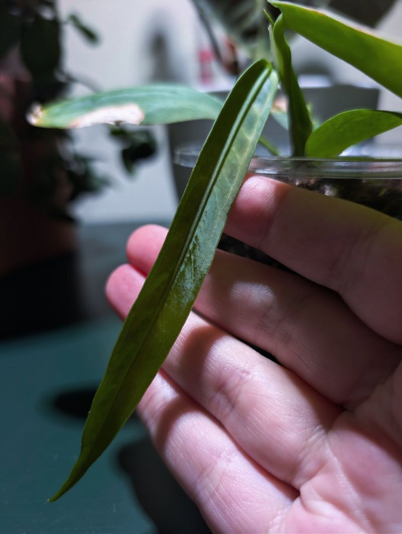 Smaller New Leaves Than Normal