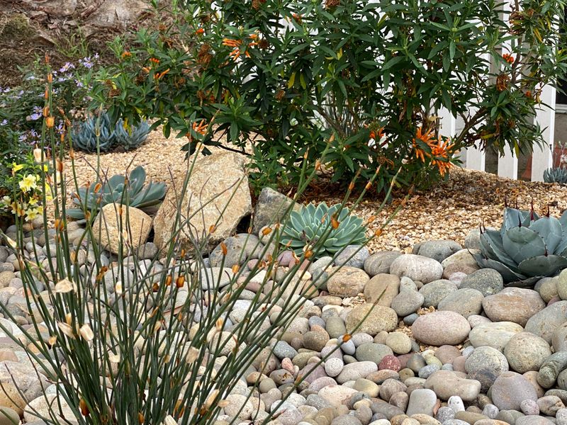 What California Gardeners Are Noticing After Making The Switch