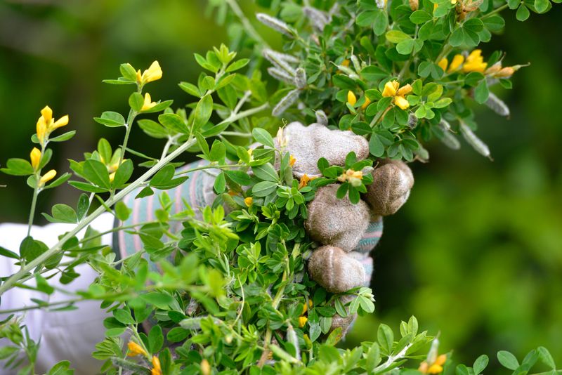 California Communities Unite Against French Broom