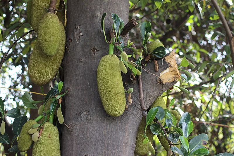 Jackfruit