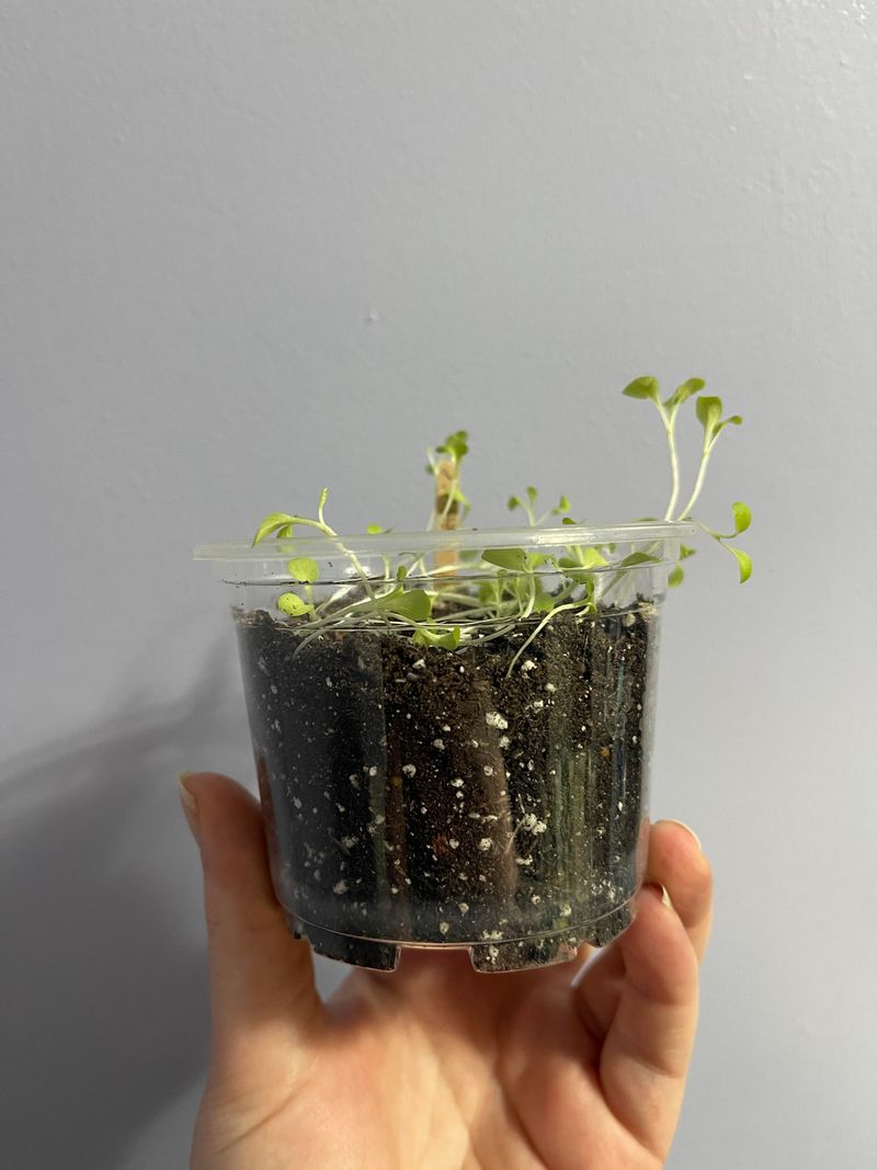 Better Germination Rates With Controlled Conditions