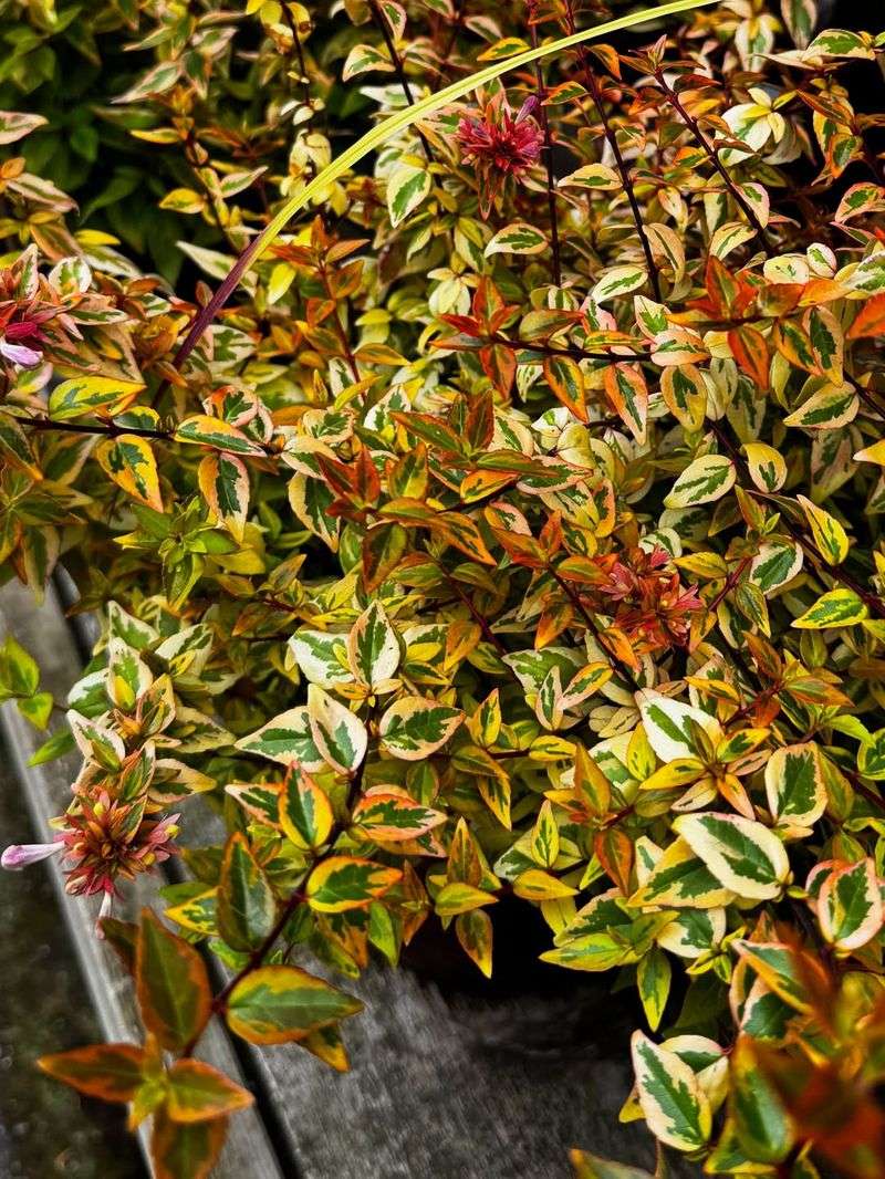 Golden Abelia