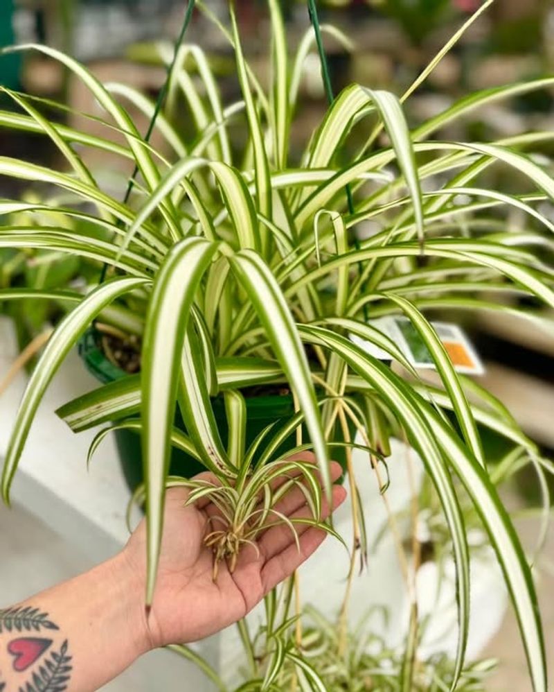 Spider Plant For Easy, Pet-Safe Greenery