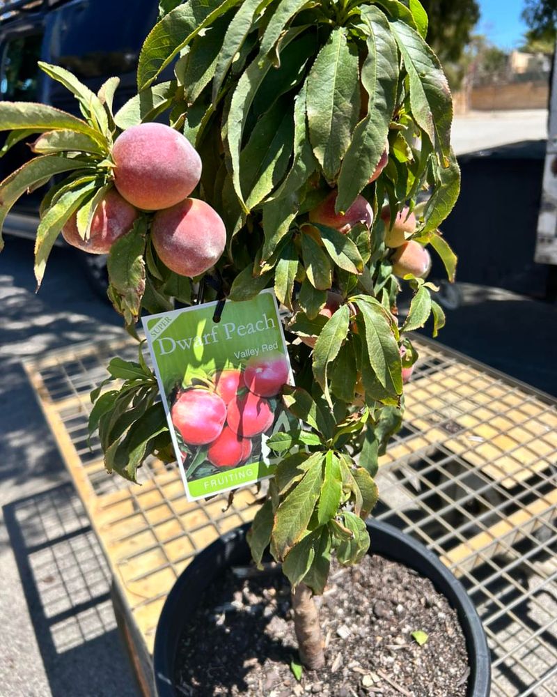 Peach (Low-Chill Varieties)