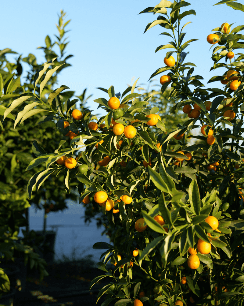 Kumquat (Citrus Japonica)