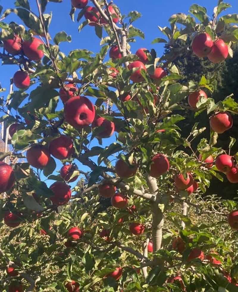 Apple Trees For Cooler California Zones
