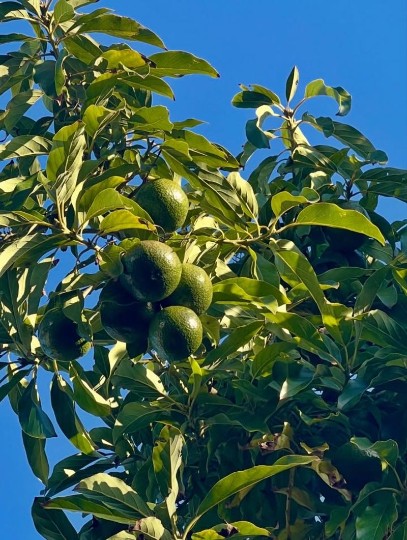 Avocado Dwarf Varieties