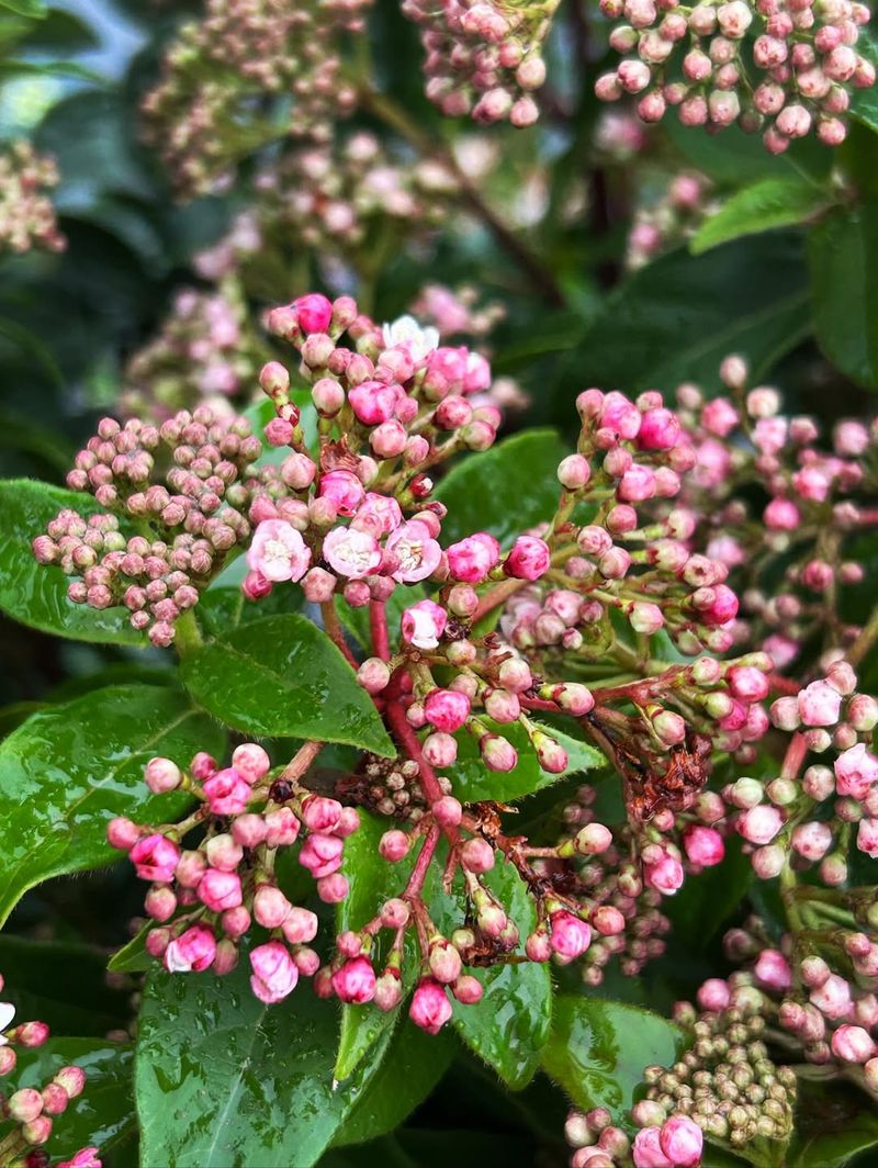 Viburnum (Most Flowering Types)