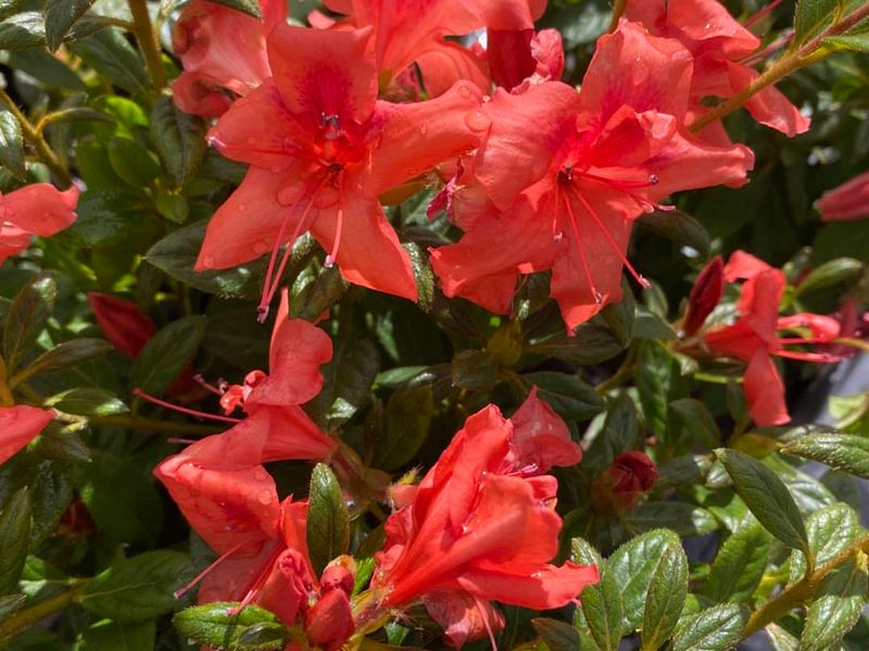 Encore Azalea