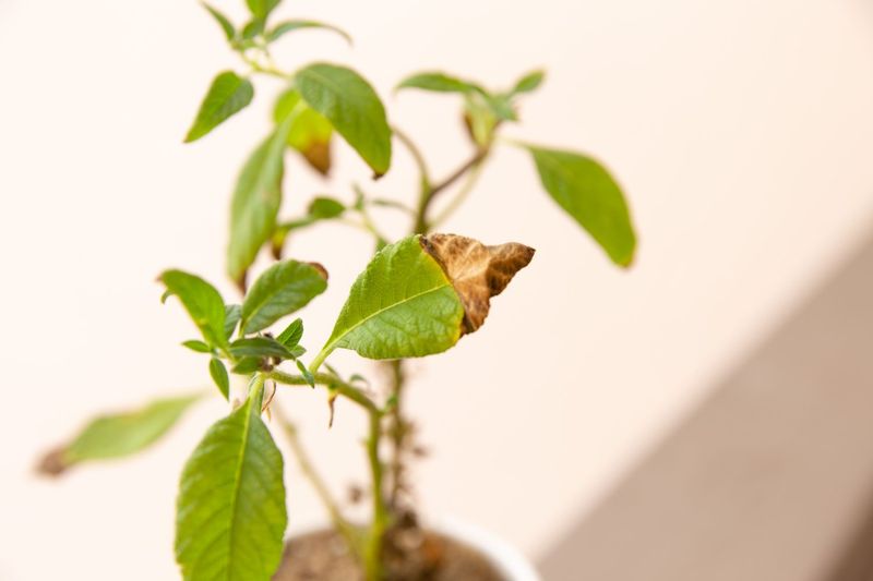 Lower Leaves Browning And Shriveling