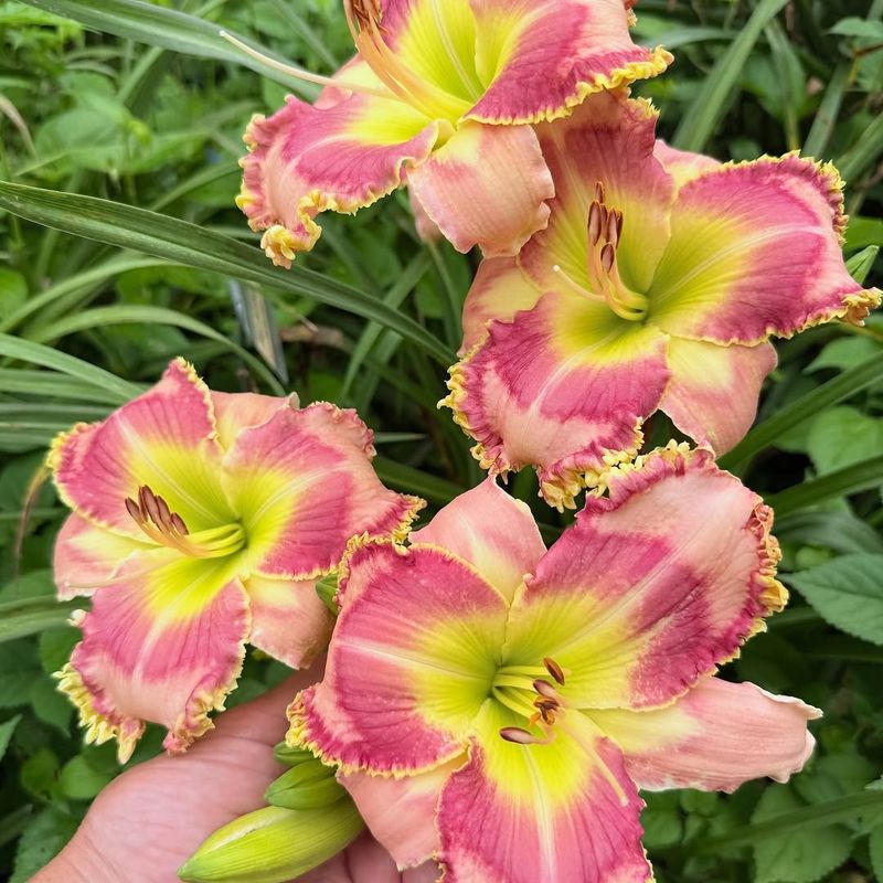 Daylily