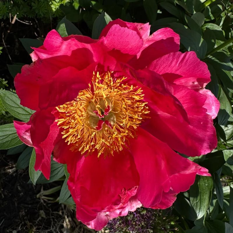 Tree Peony
