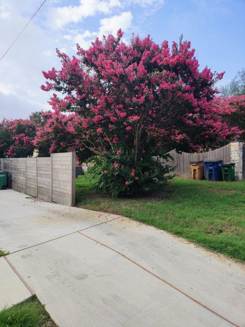 Gardeners Are Seeing Fuller Canopies By Summer