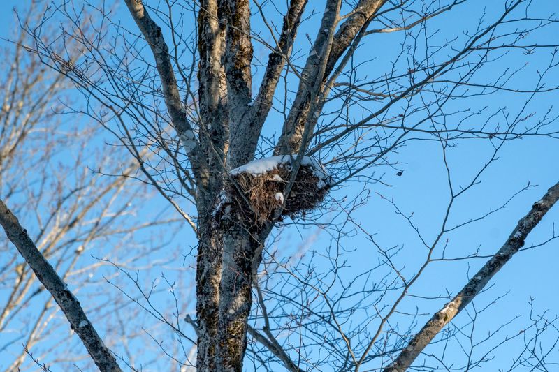 Why They're Most Visible In Fall And Winter