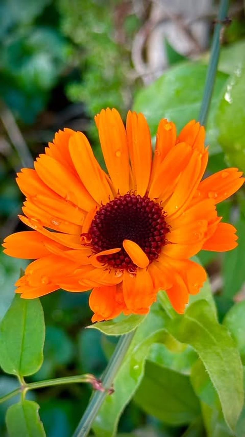 Calendula