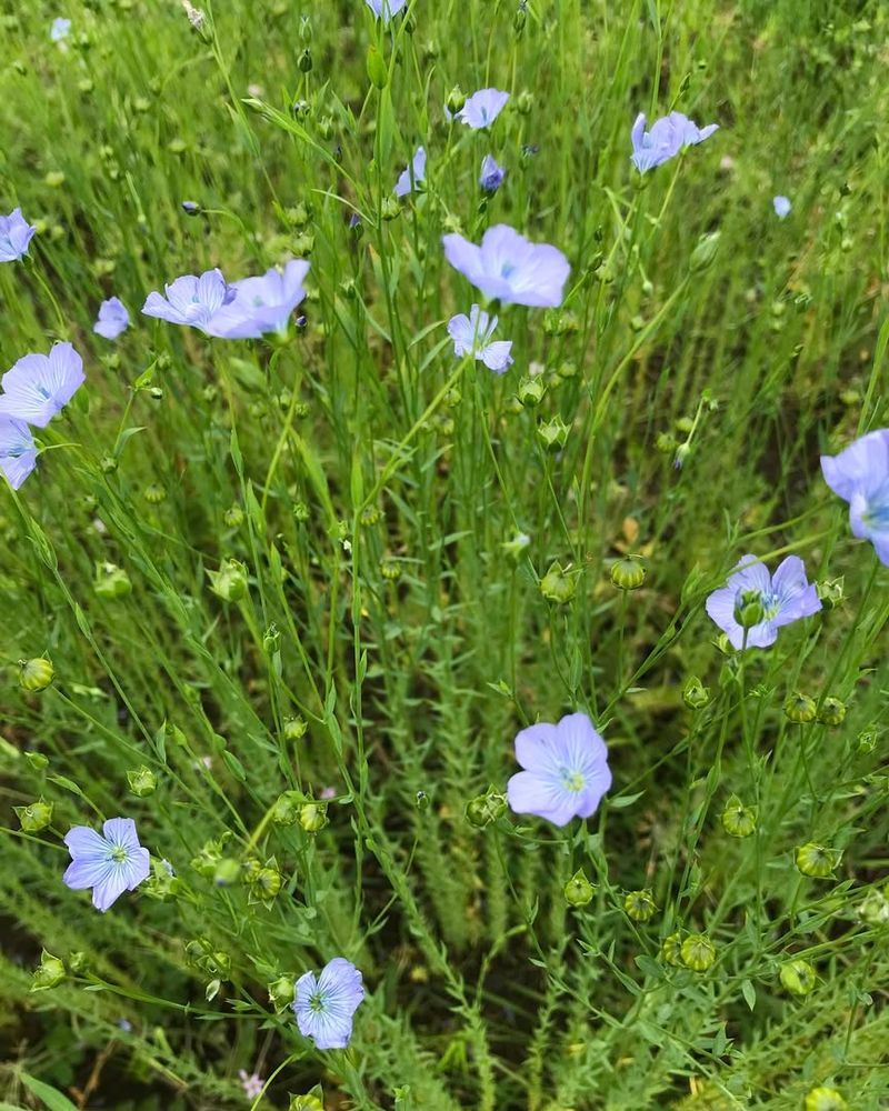 Blue Flax