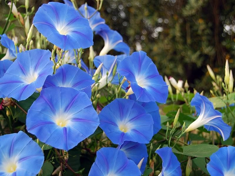 Morning Glories