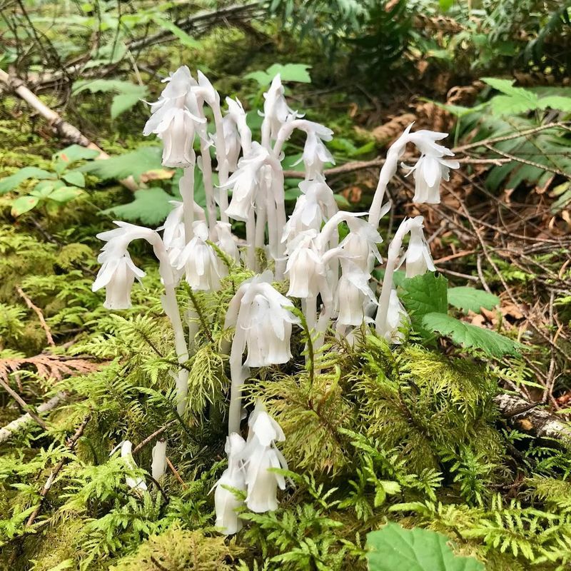 Natural Population Cycles