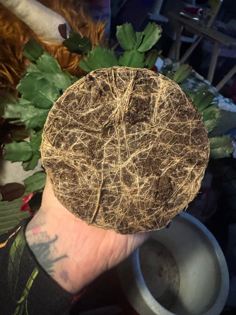 Root Stress From Tight Containers