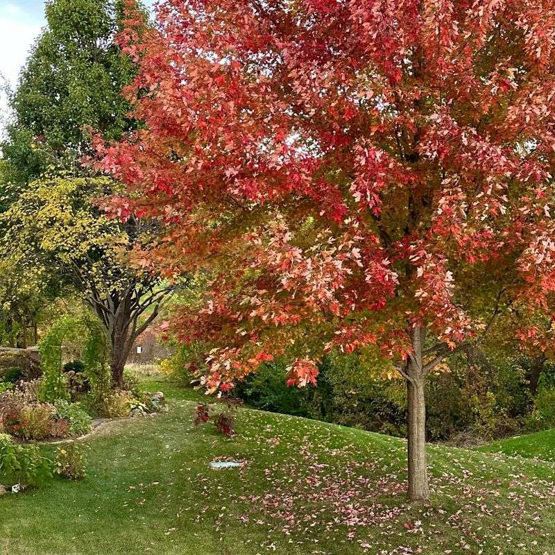 Under Shallow-Rooted Trees Like Maples