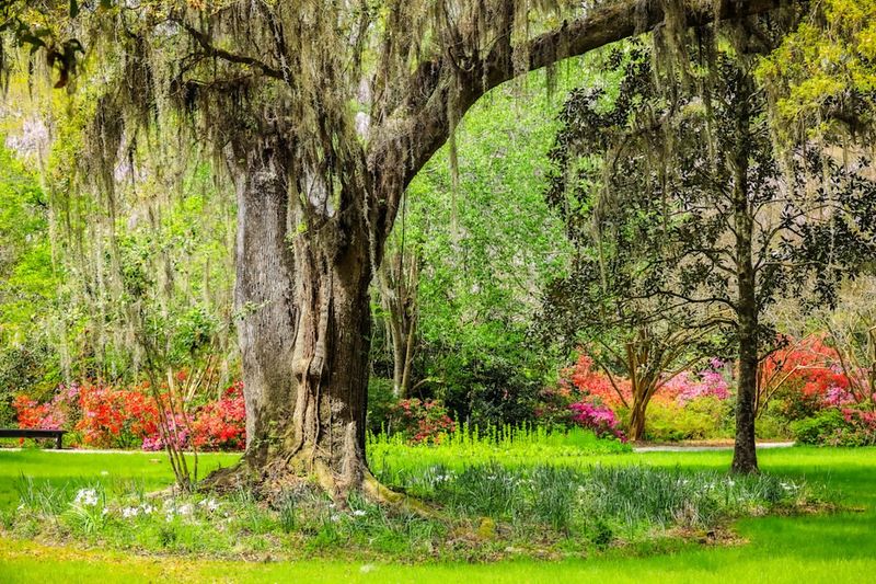 Shade Trees Are Being Planted With Cooling In Mind