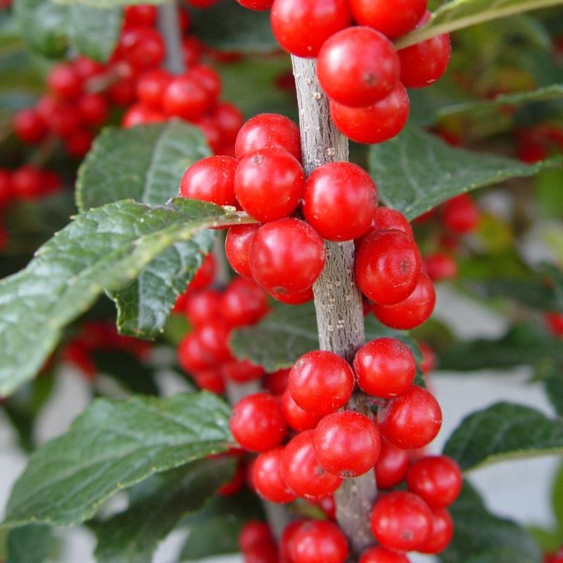 Thrives In Wet Areas Where Other Plants Struggle