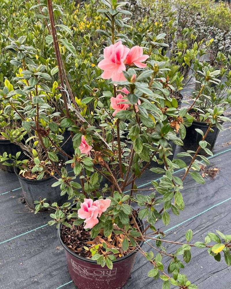 Heavy Clay Soil That Stays Wet