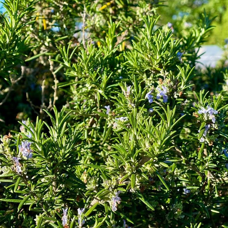 Year-Round Green Color