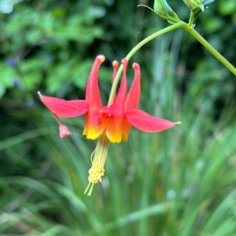 Native Plants That Support Wildlife