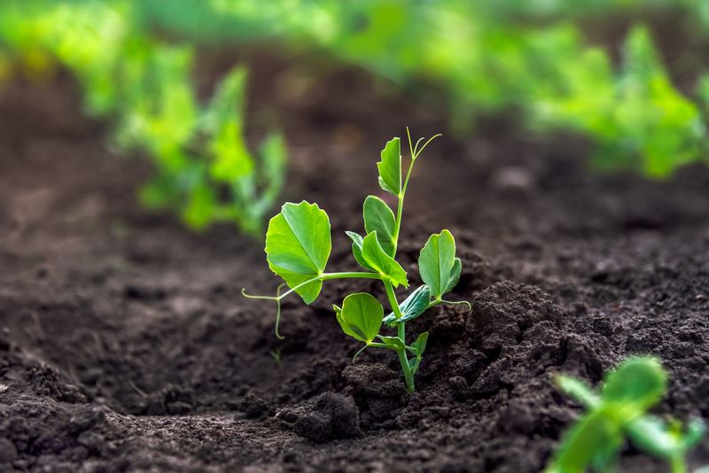 Peas Add Natural Nitrogen To Garden Soil