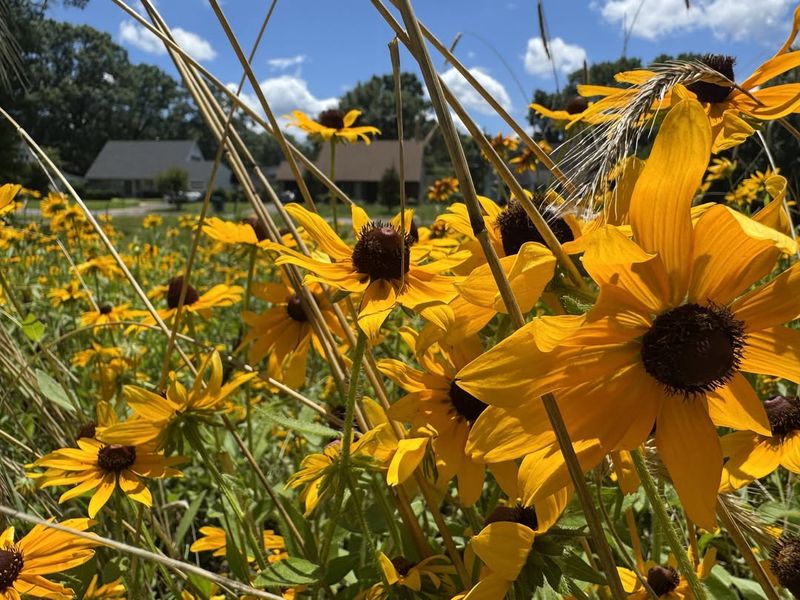 Creating Wildlife Corridors