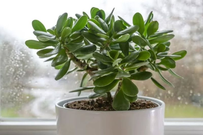 Jade Plant