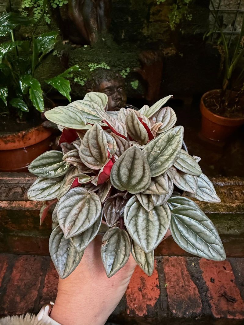 Peperomia