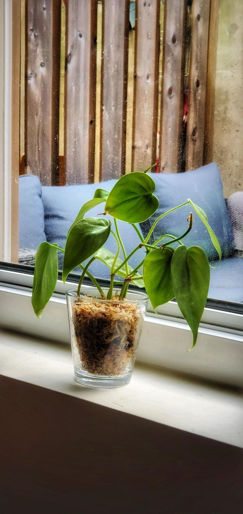 Heartleaf Philodendron