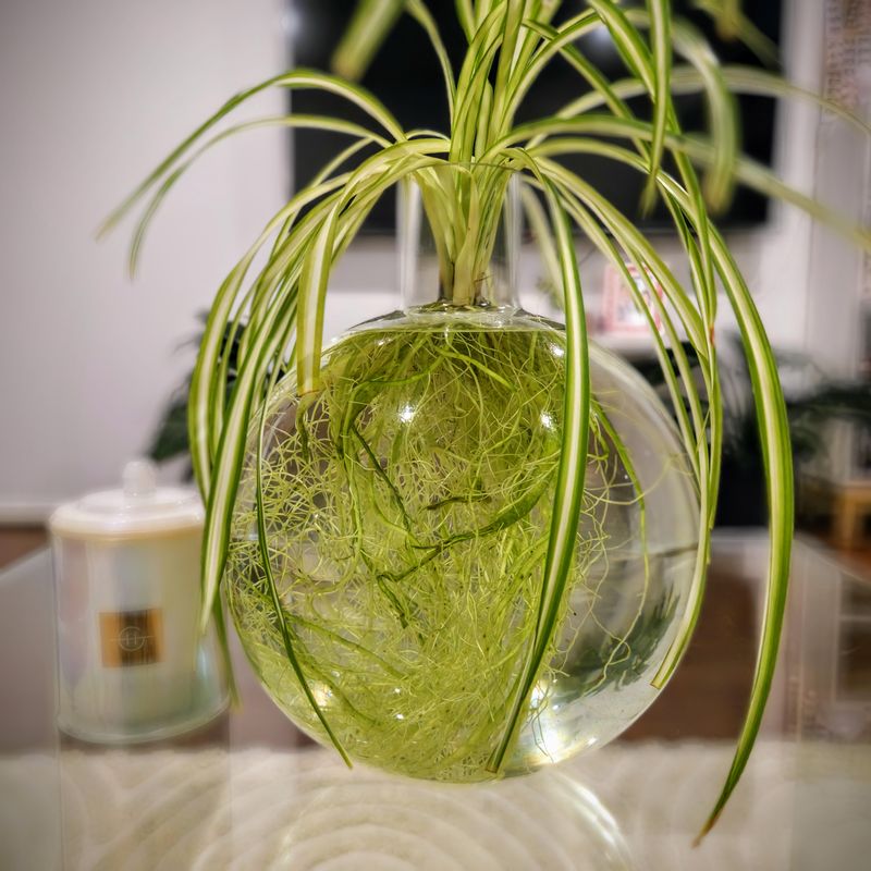 Spider Plant (Chlorophytum comosum)