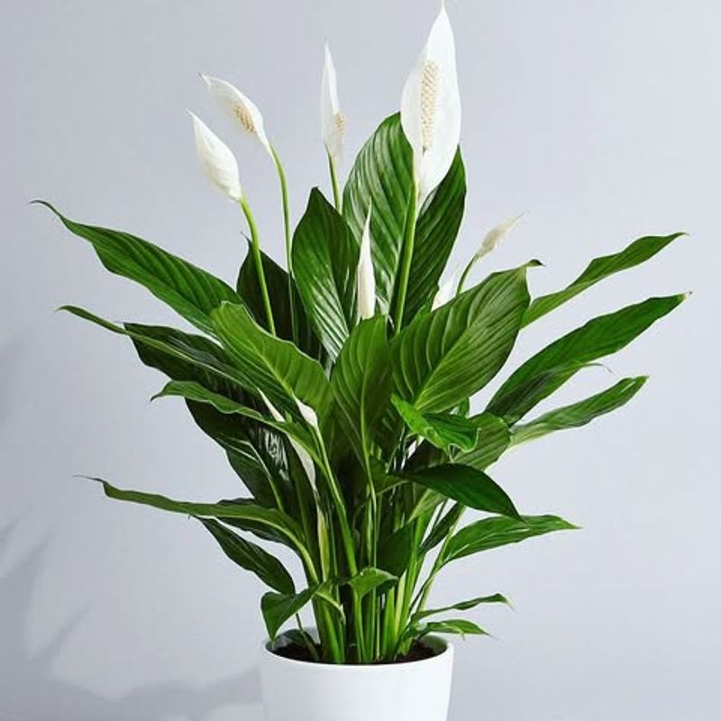 Peace Lily For Emotional Calm And Air Purification